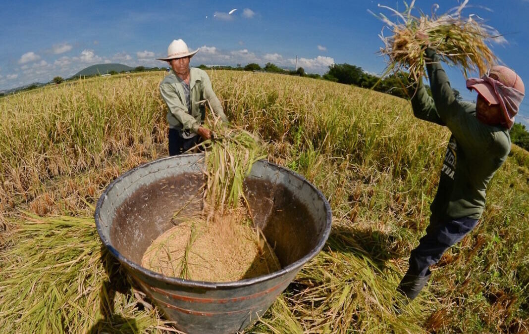 Arroceros evalúan retomar paro en el Tolima ante incumplimientos