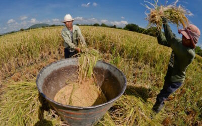 Arroceros evalúan retomar paro en el Tolima ante incumplimientos