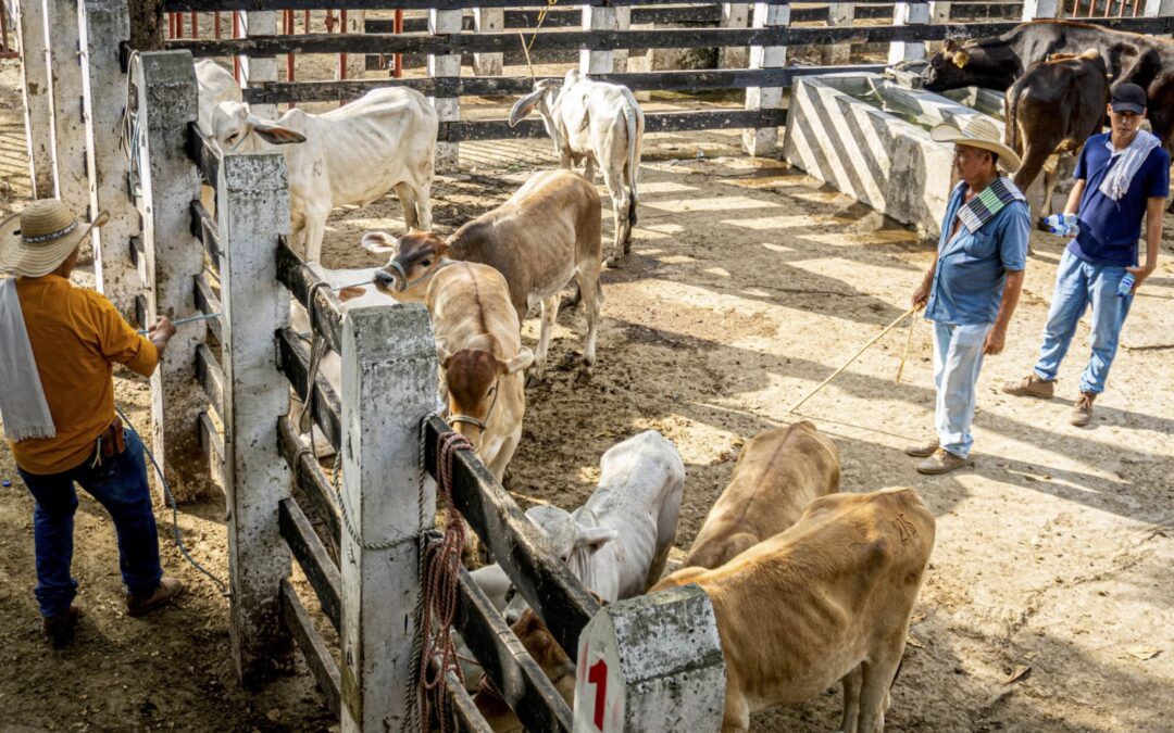 Bloqueos viales hunden la feria ganadera del Guamo: solo llegan 300 animales y pierden $1.000 millones