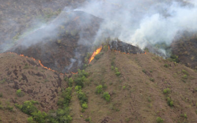 Ocho incendios forestales en el Tolima dejan 80 hectáreas quemadas y mantienen alerta roja