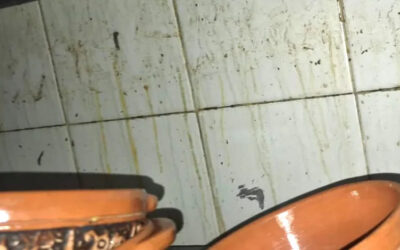 Cierran dos restaurantes del Centro de Ibagué por plagas y malas prácticas sanitarias