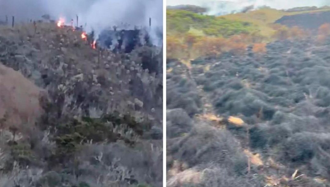 Incendio afectó decenas de frailejones en el páramo de Santa Isabel, Tolima