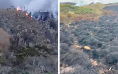 Incendio afectó decenas de frailejones en el páramo de Santa Isabel, Tolima